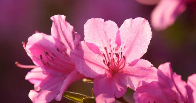 Beautiful back light over the azalea flower