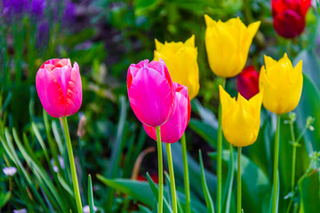 Pink and yellow tulips