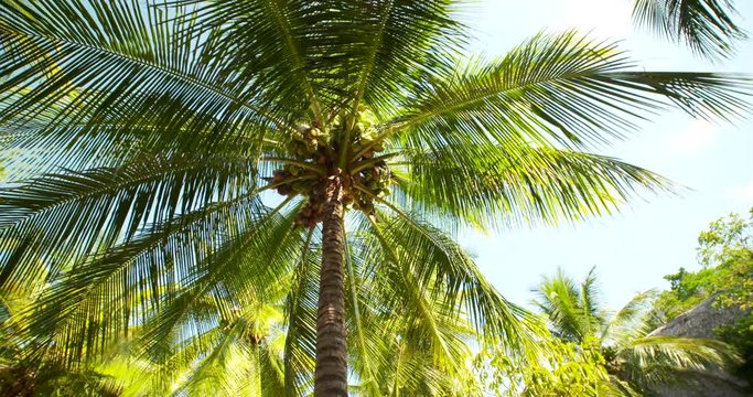 Palm trees in tropes in Peru near Tarapoto.  