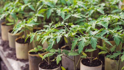 Young tomato plants in pots, natural organic farming in soil. Selective focus.