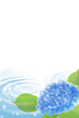 暑中見舞い　水面　アジサイ