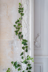 White art stucco gypsum wall with a grean loach branch on it