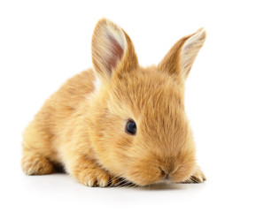 Brown bunny rabbit.