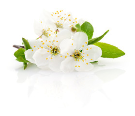 Cherry flower on white