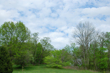 Fototapeta premium SPRING TIME IN THE PARK