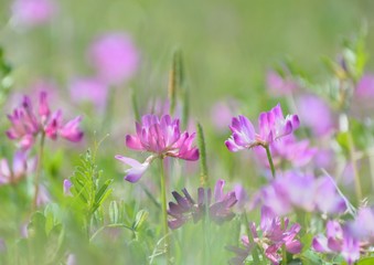 Pretty flowers of Chinese milk vetch