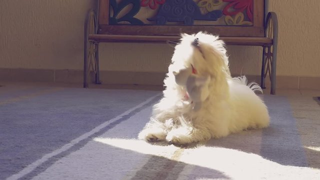 Little puppy maltese dog playing at home slow motion medium shot