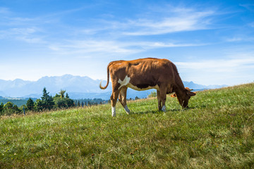 Młoda krowa pasąca się łące w tle góry Tatry - obrazy, fototapety, plakaty