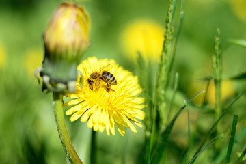 Honeybee and yellow flowers.