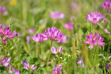 Pretty flowers of Chinese milk vetch