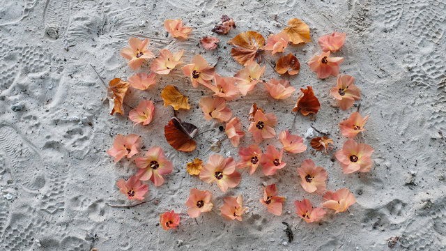 Overhead view of hau tree flowers on sand