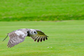 owl in flight during falconry display