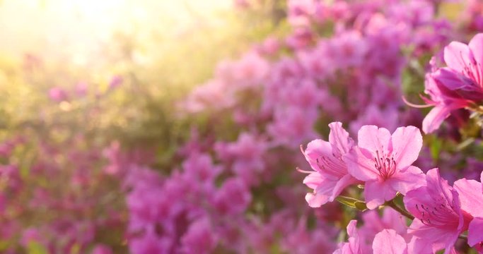 Beautiful garden with fantastic back light.