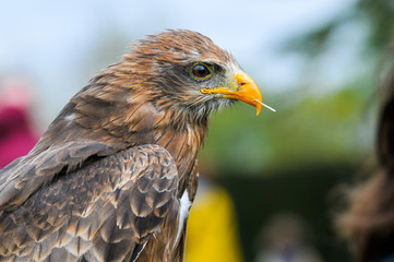 Bird of prey, eagle hawk close up during a falconry display