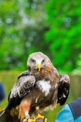 Bird of prey, eagle hawk close up during a falconry display