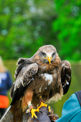 Bird of prey, eagle hawk close up during a falconry display