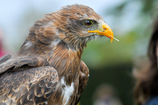Bird of prey, eagle hawk close up during a falconry display