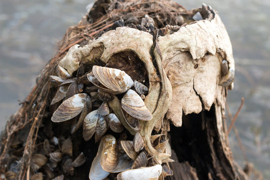 Withered Clams