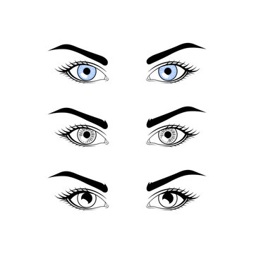 Female eyes and brows. Vector illustration