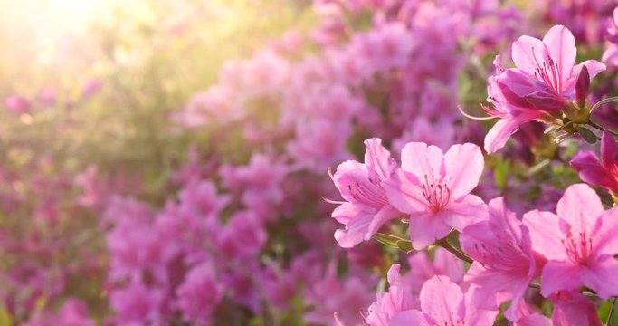 Beautiful garden with fantastic back light.