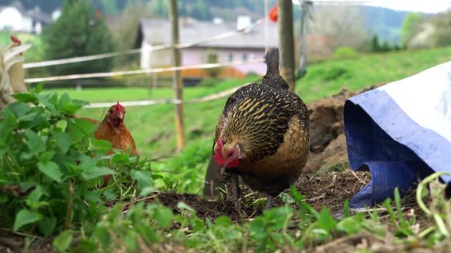 Huhn pickt in der Erde