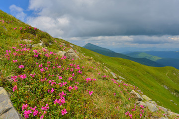 Rhododendron in summer mountains