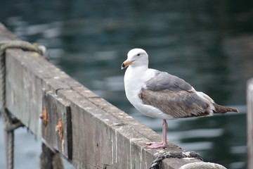 Seagull relaxing