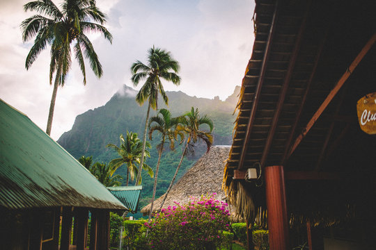Looking through building exteriors and palm trees at mountain, Tahiti, South Pacific 