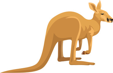 vector isolated kangaroo