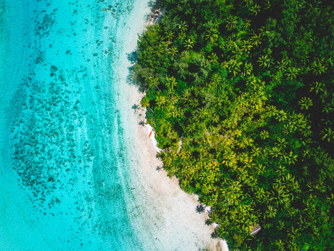 Sandy beach by palm trees, aerial view, Mo'orea, South Pacific
