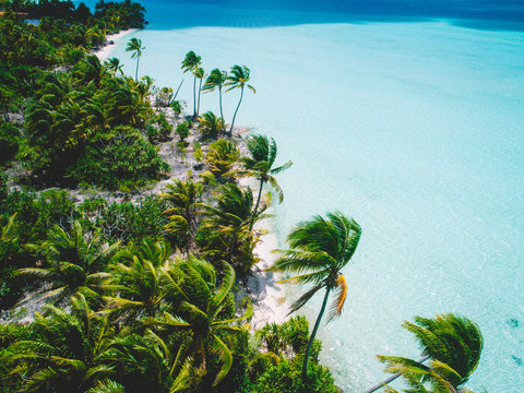 Palm trees and sea in sunshine, aerial view, Mo'orea, South Pacific