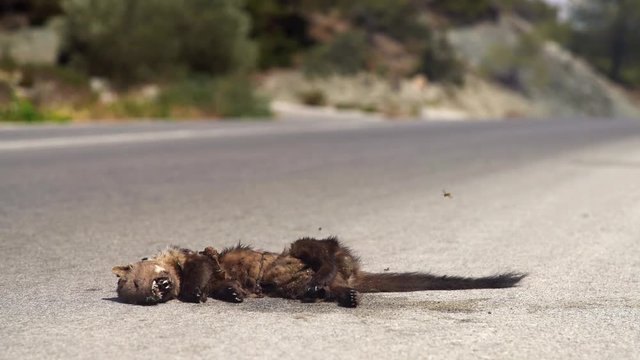Roadkill: Animal cadaver with flys on it at a road in summer. 4K Video footage