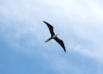 Frigatebird in the sky above the beach of Drake, Costa Rica
