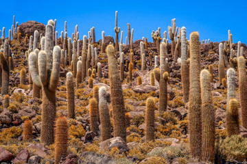 Cactus Island in Bolivia