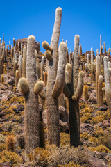Big Cactuses in Bolivia
