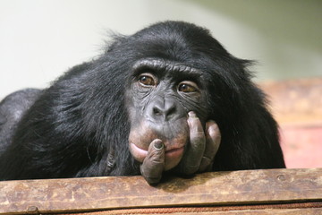 Chimp ape chimpanzee sad monkey (Pan troglodytes - common chimpanzee) sad thinking expression stock photo, stock photograph, image, picture,  - obrazy, fototapety, plakaty