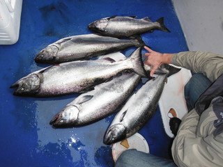 King Salmon