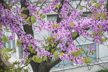 arbre de jugée en fleur au printemps