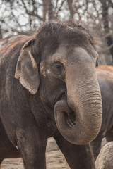 Fototapeta na wymiar Beautiful elephant at zoo