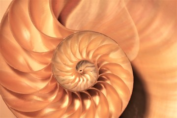 shell nautilus cross section spiral coral symmetry Fibonacci half golden ratio structure growth...