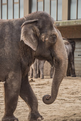 Fototapeta premium Beautiful elephant at zoo 