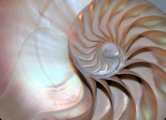 nautilus shell Fibonacci symmetry cross section spiral structure growth golden ratio pearl stock,...
