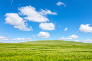beautiful sunny day, farmland landscape in the springtime, calm day, endless field