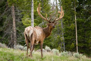 Bull Elk in Velvet