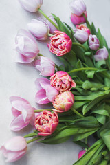 Fototapeta premium Pink tulip. Tulips. Flower background. Flowers photo concept. Holidays photo concept. Pink tulips on gray abstract background. Pink tulip. Tulips. Flowers. Flower background. Copyspace. Peony Tulip