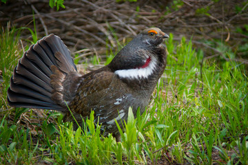 Sage Grouse