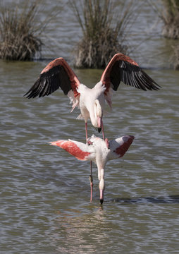 Reproducci&oacute;n de una pareja de flamencos