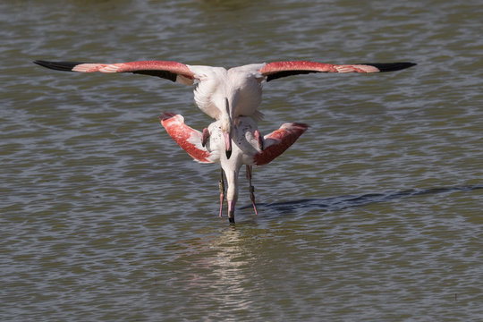 Reproducci&oacute;n de una pareja de flamencos