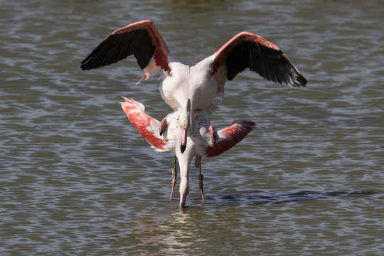 Reproducci&oacute;n de una pareja de flamencos