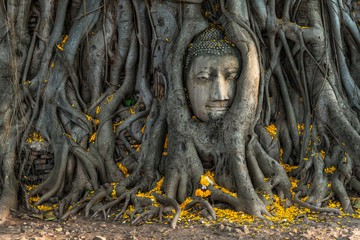 The ancient Head of Buddha Statue in the Tree Roots at Wat Mahathat temple the historic site of Ayutthaya province, Thailand.